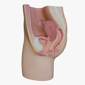 3D femaleReproductiveSystem model