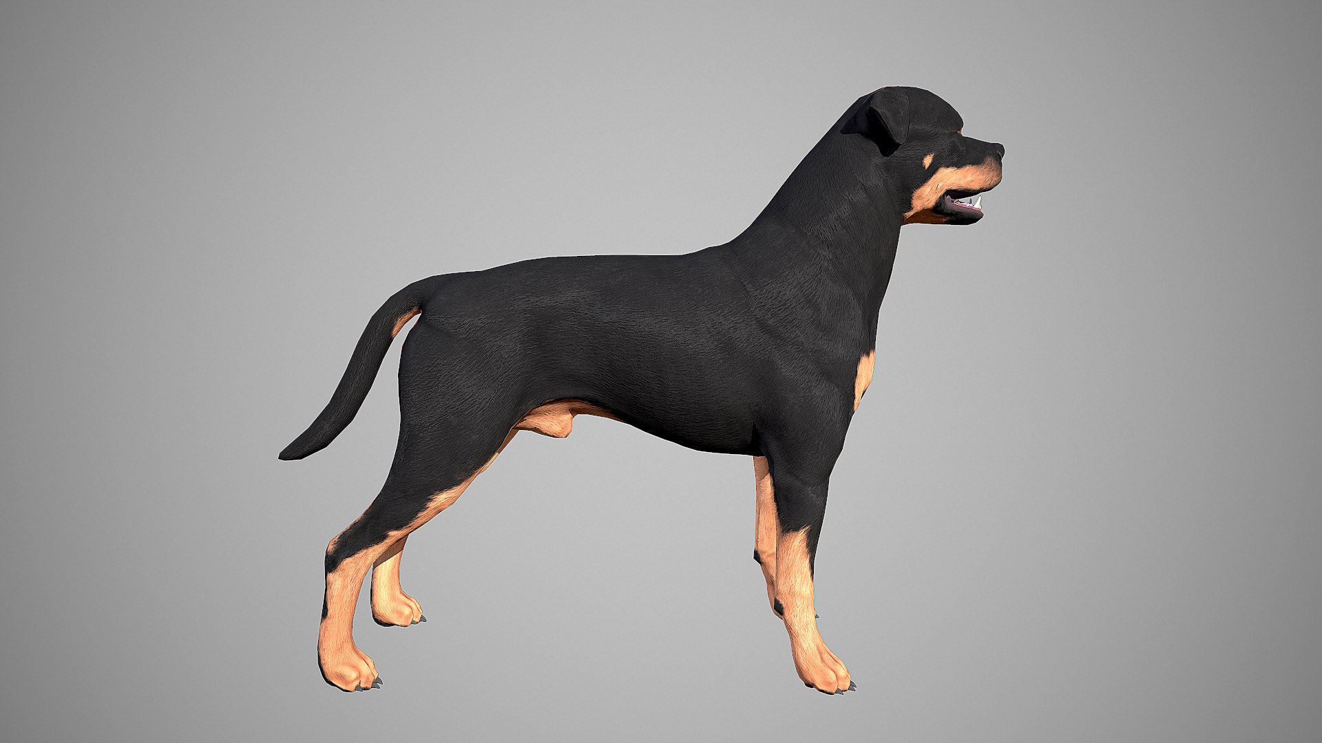 3d rottweiler real-time dog
