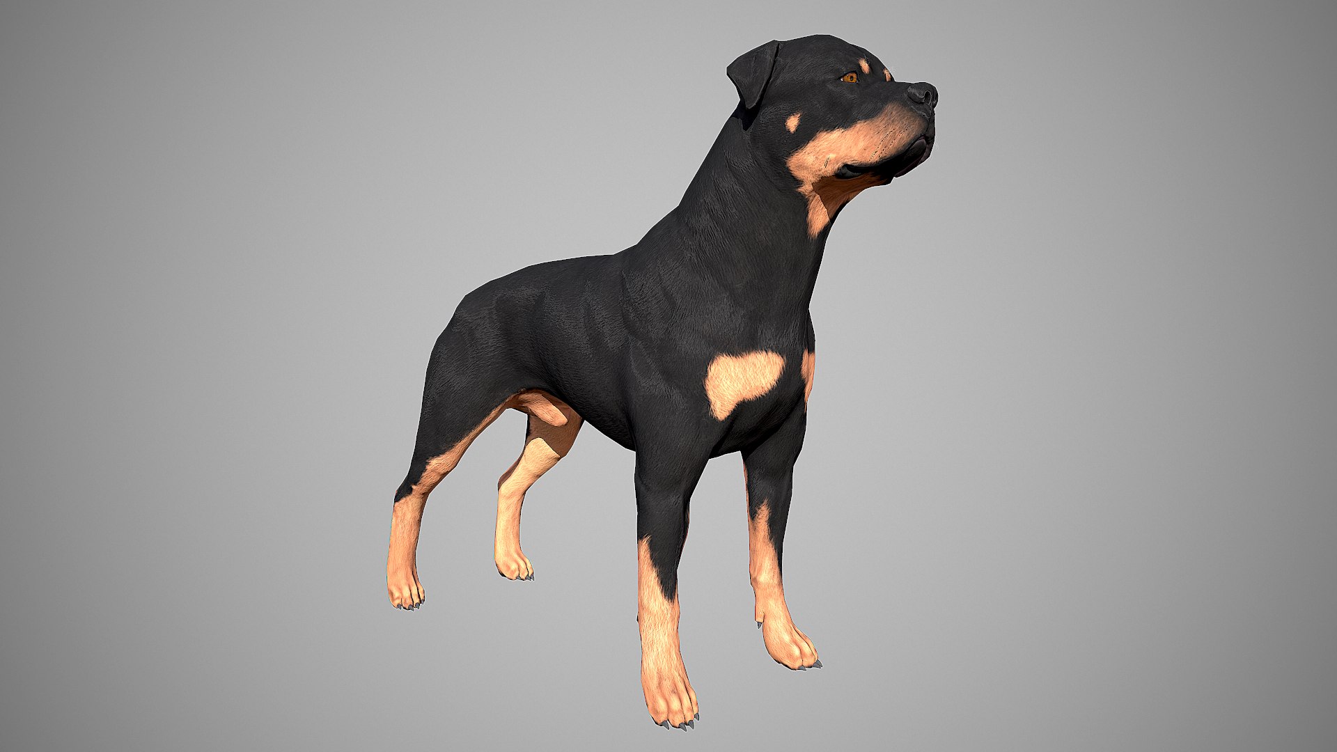 3d Rottweiler Real-time Dog