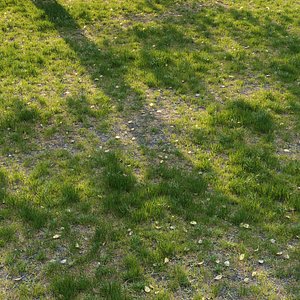 Park Grass V3 3D