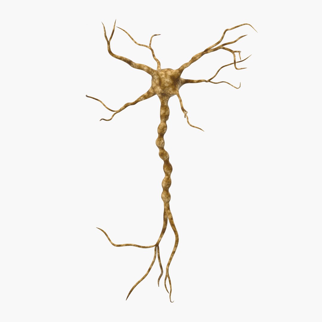 Neuron 3D model preview