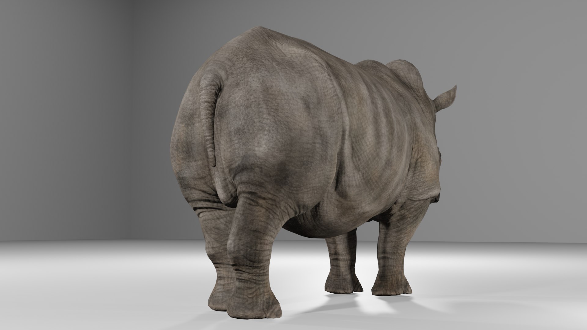 Rhino 3D - TurboSquid 2382520