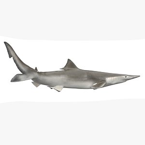 Realistic Spadenose Shark Rigged for Cinema 4D