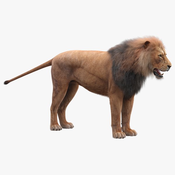 3D realistic lion fur - TurboSquid 1249871