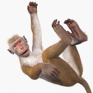 Hanging Macaque Light Brown Fur for Cinema 4D