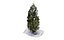 ALBERO DEL CESPUGLIO DI NATALE DI INVERNO DELLA NEVE GHIACCIATA