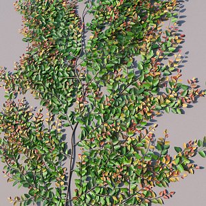 3D model XfrogPlants Creeping Fig - Ficus Pumila