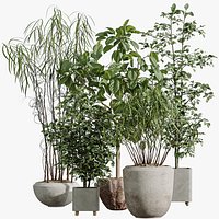 AV Indoor Plants Set 345 Ficus Dracaena Marginata and Alnus Alder Betulaceae