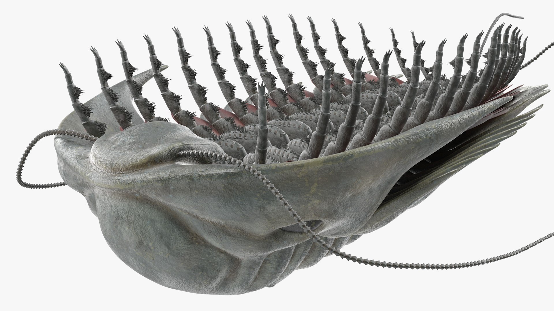trilobite fur 3D model https://p.turbosquid.com/ts-thumb/hh/GHRQwV/3aaFJ6Up/trilobitefurmb3dmodel010/jpg/1573998537/1920x1080/fit_q87/e563203e9d22bc28d438d48a99c70d9062637790/trilobitefurmb3dmodel010.jpg