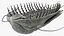 Pelliccia di trilobite
