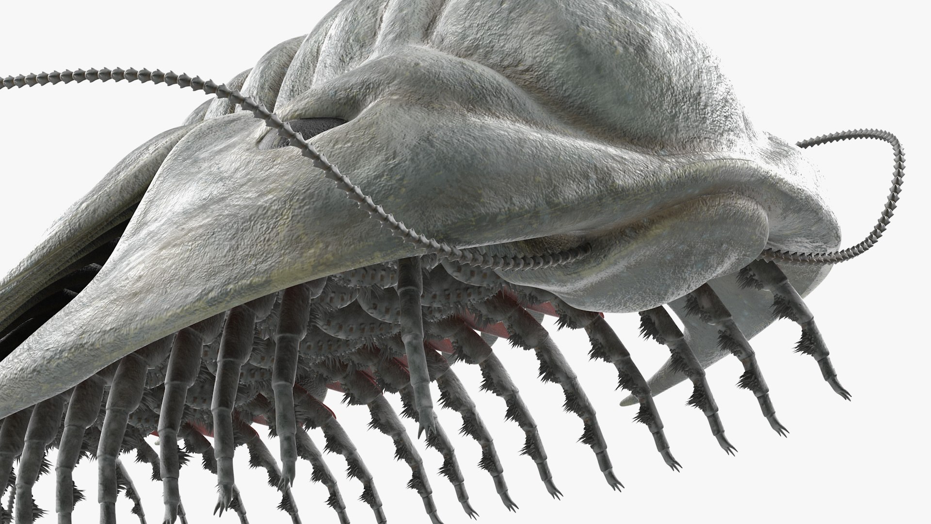 trilobite fur 3D model https://p.turbosquid.com/ts-thumb/hh/GHRQwV/8ubrvuhP/trilobitefurmb3dmodel014/jpg/1573998563/1920x1080/fit_q87/8ebe86ed42689d5bf30c6cfe24d7bc05a1cd00b6/trilobitefurmb3dmodel014.jpg