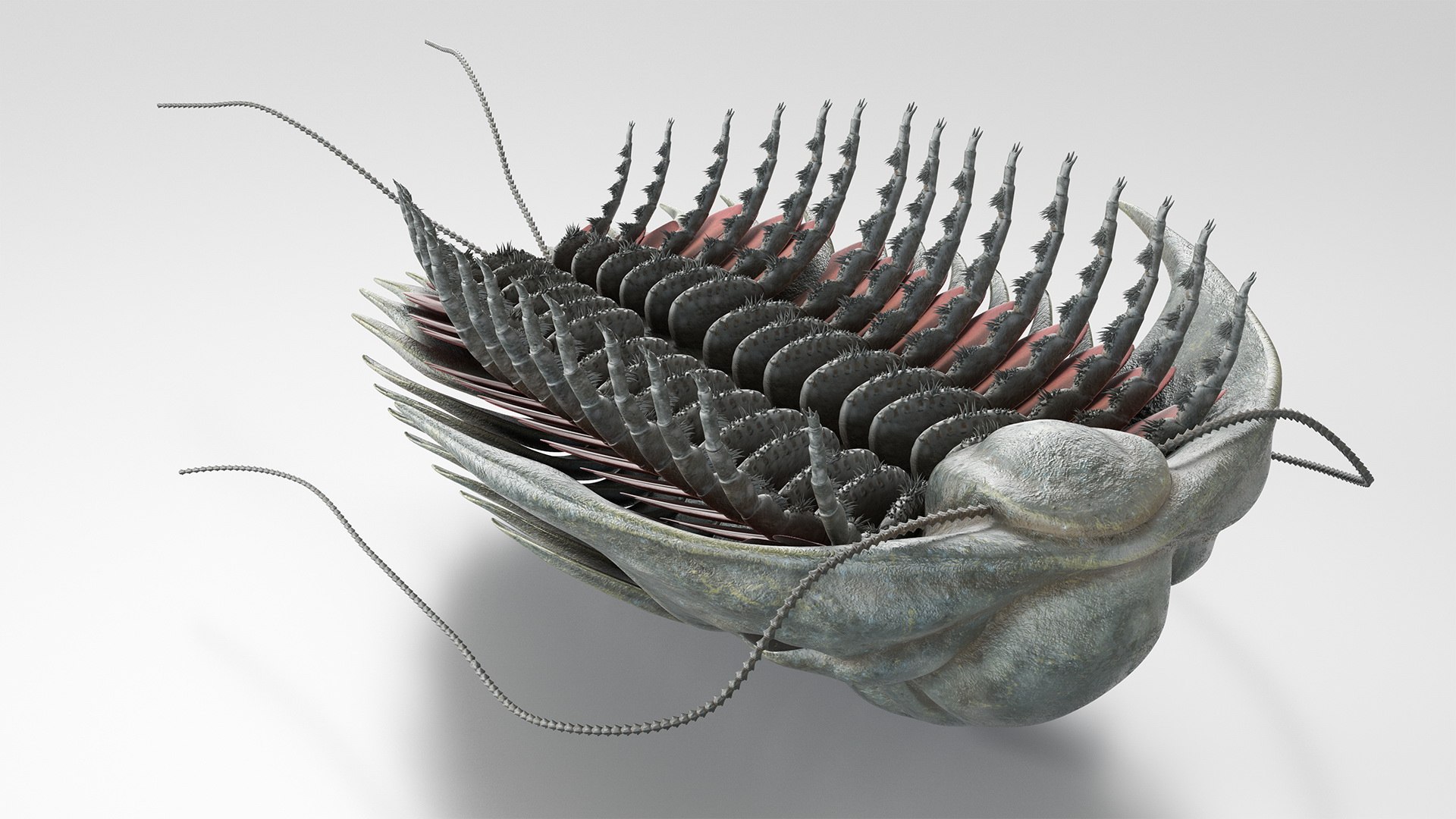 trilobite fur 3D model https://p.turbosquid.com/ts-thumb/hh/GHRQwV/CDsAHDJM/trilobitefurmb3dmodel002/jpg/1573998500/1920x1080/fit_q87/0f4560c67952db197bea05608d7510dd96deb576/trilobitefurmb3dmodel002.jpg