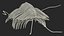 Pelliccia di trilobite