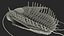 Pelliccia di trilobite