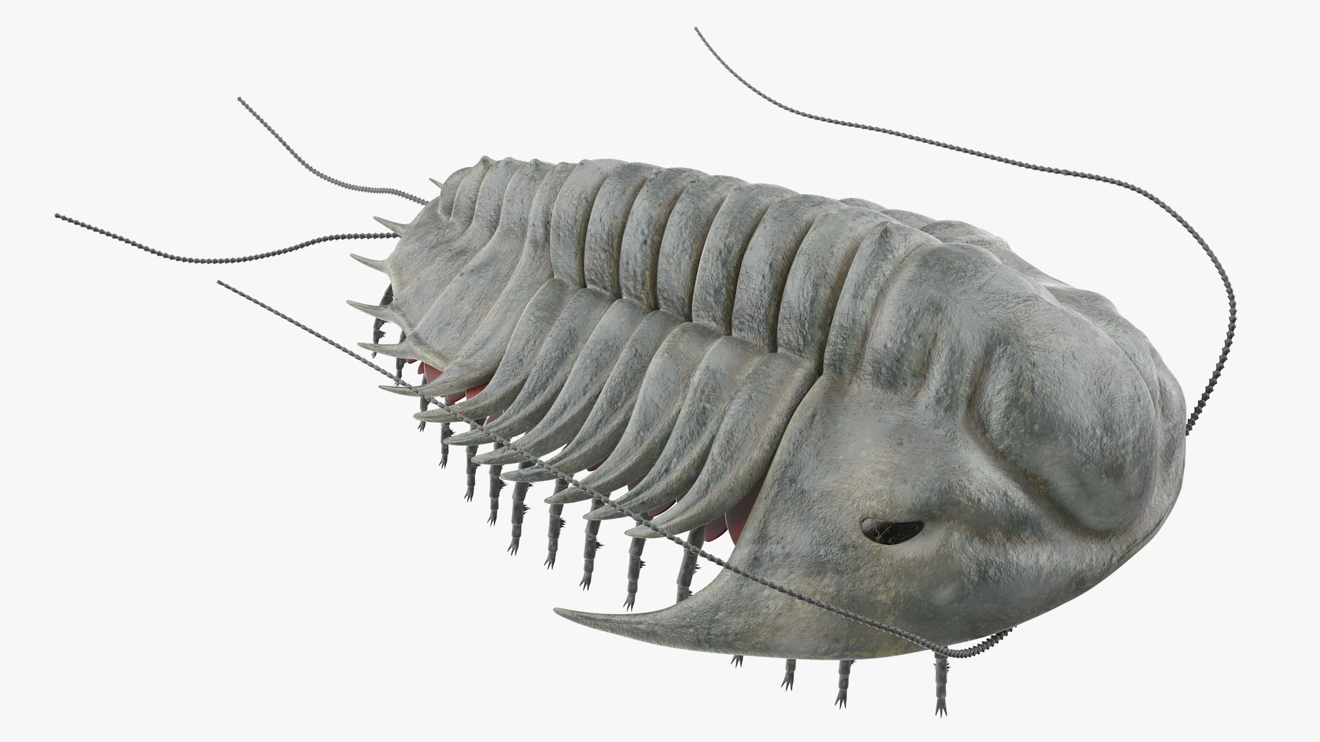 trilobite fur 3D model https://p.turbosquid.com/ts-thumb/hh/GHRQwV/USScZe8s/trilobitefurmb3dmodel005/jpg/1573998513/1920x1080/fit_q87/9ca0cee182a2f048f0f4b68b39935584ea2675d5/trilobitefurmb3dmodel005.jpg