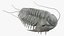 Pelliccia di trilobite