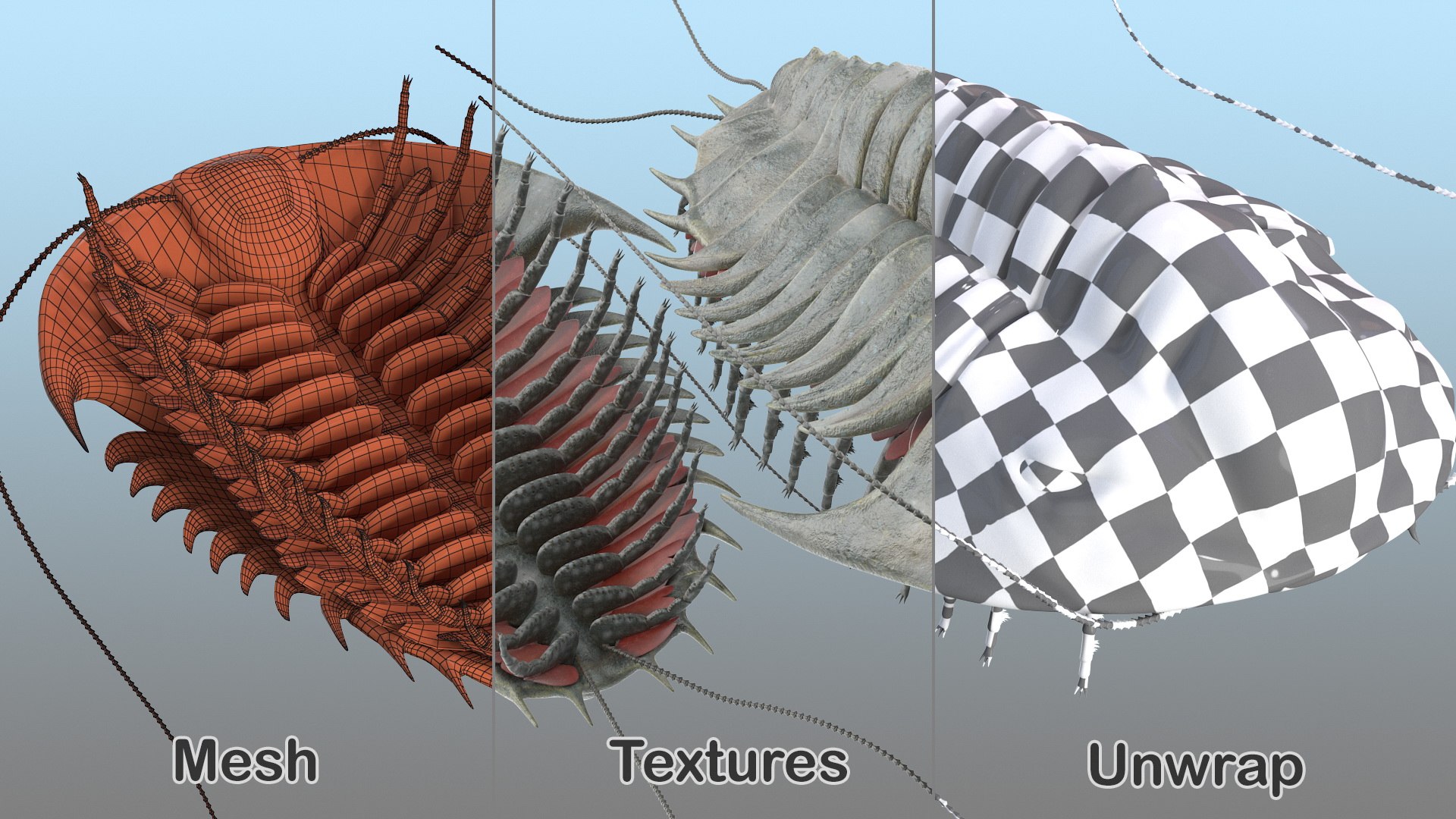 trilobite fur 3D model https://p.turbosquid.com/ts-thumb/hh/GHRQwV/YWj7fMio/trilobitefurmb3dmodel015/jpg/1573998568/1920x1080/fit_q87/9a6f1d8c63f9a02c104de86b172cdce6988812f8/trilobitefurmb3dmodel015.jpg