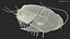 Pelliccia di trilobite