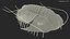 Pelliccia di trilobite