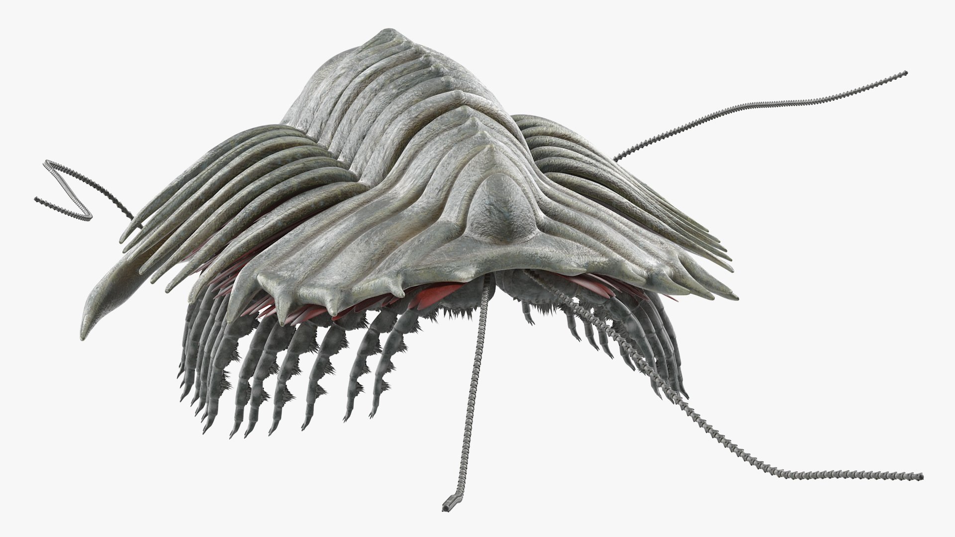 trilobite fur 3D model https://p.turbosquid.com/ts-thumb/hh/GHRQwV/fbWPx9PG/trilobitefurmb3dmodel007/jpg/1573998522/1920x1080/fit_q87/d55650644350651b0de304c80b09eebd3d17cefe/trilobitefurmb3dmodel007.jpg