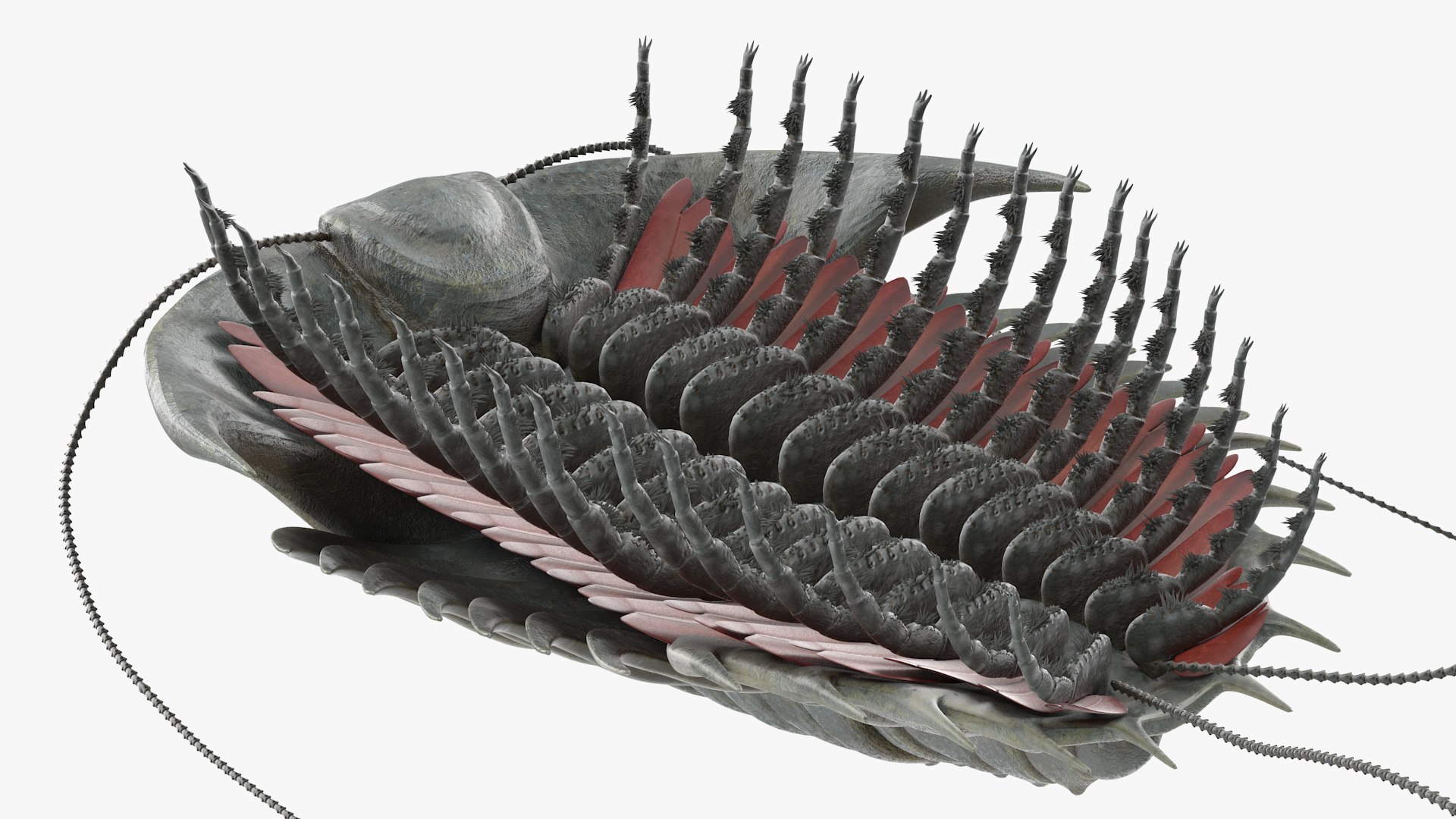 trilobite fur 3D model https://p.turbosquid.com/ts-thumb/hh/GHRQwV/gVYfA4VJ/trilobitefurmb3dmodel012/jpg/1573998546/1920x1080/fit_q87/dab461f81f4b2e0a83cabf8c80b5c3d18196bf9e/trilobitefurmb3dmodel012.jpg