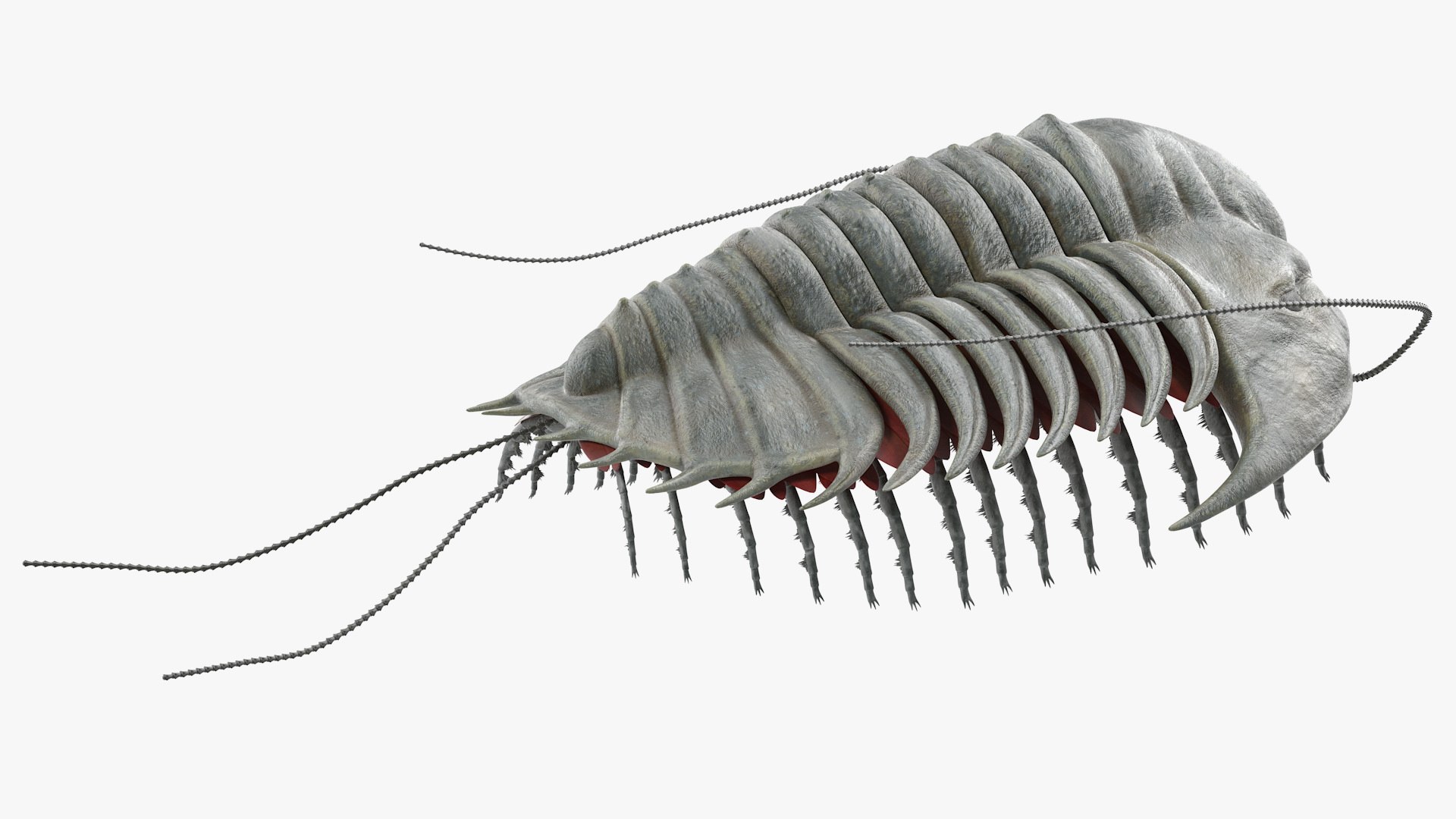 Trilobite fur 3D model - TurboSquid 1472447