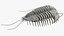 Pelliccia di trilobite