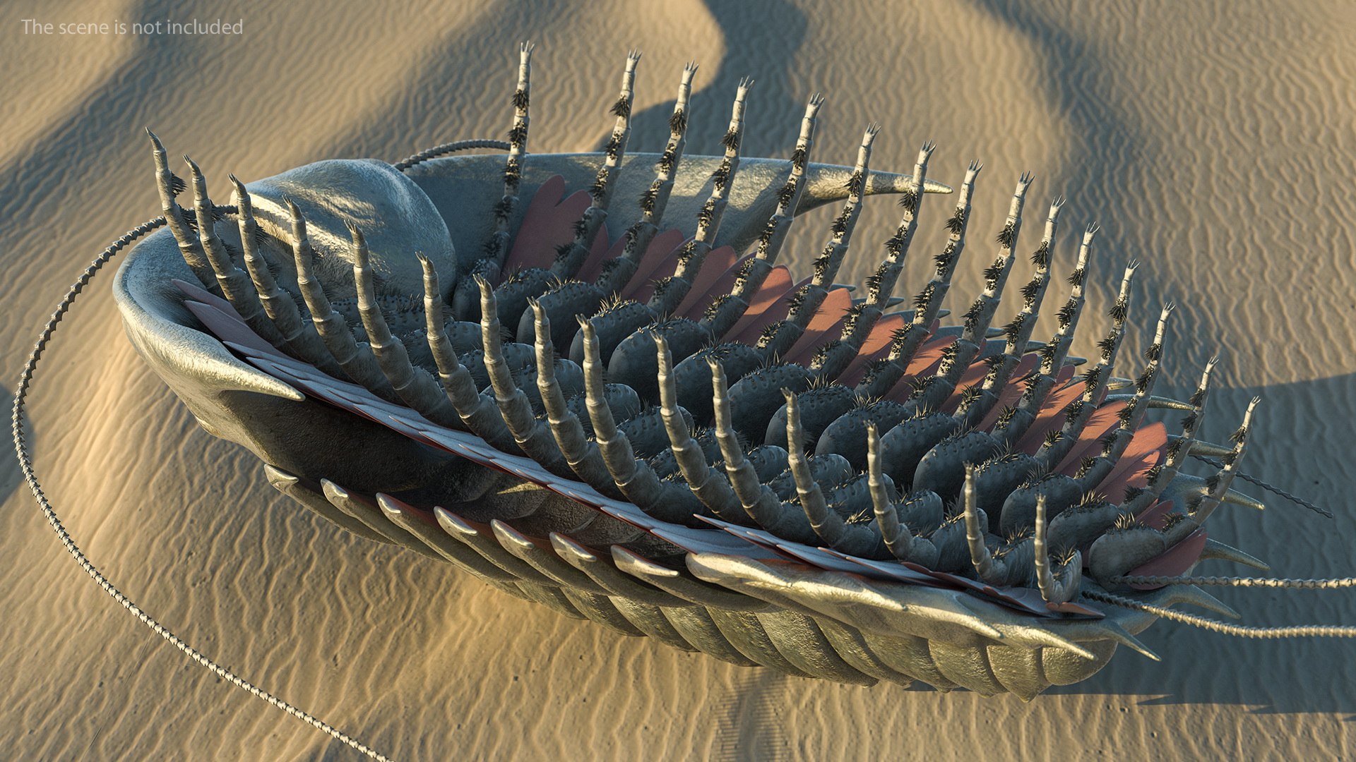 trilobite fur 3D model https://p.turbosquid.com/ts-thumb/hh/GHRQwV/jhuNpcr3/trilobitefurmb3dmodel004/jpg/1573998509/1920x1080/fit_q87/34845396f53b4928934319ab908ae7f283e4f58e/trilobitefurmb3dmodel004.jpg