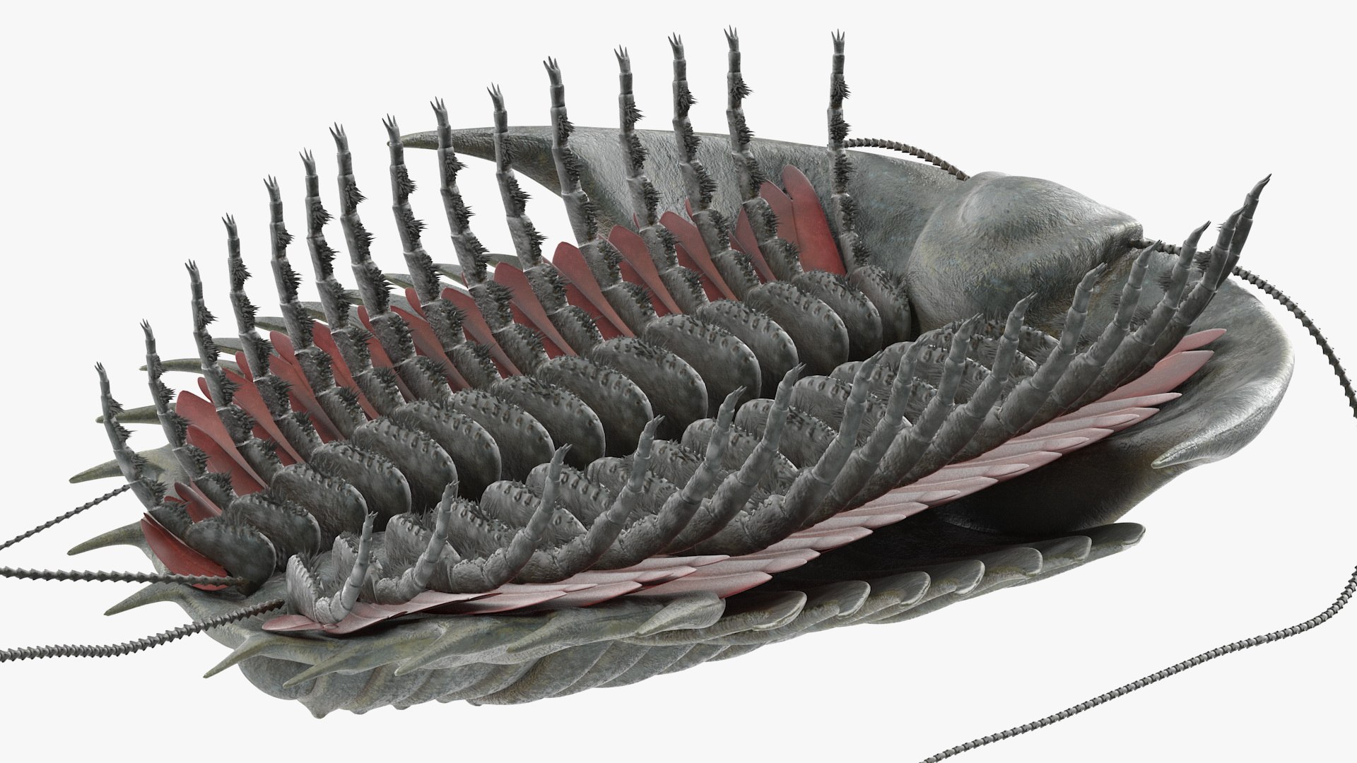 trilobite fur 3D model https://p.turbosquid.com/ts-thumb/hh/GHRQwV/kV3MMOs7/trilobitefurmb3dmodel011/jpg/1573998542/1920x1080/fit_q87/2b0837a75a8ddd838cfd9c53dbfe5d6718754883/trilobitefurmb3dmodel011.jpg