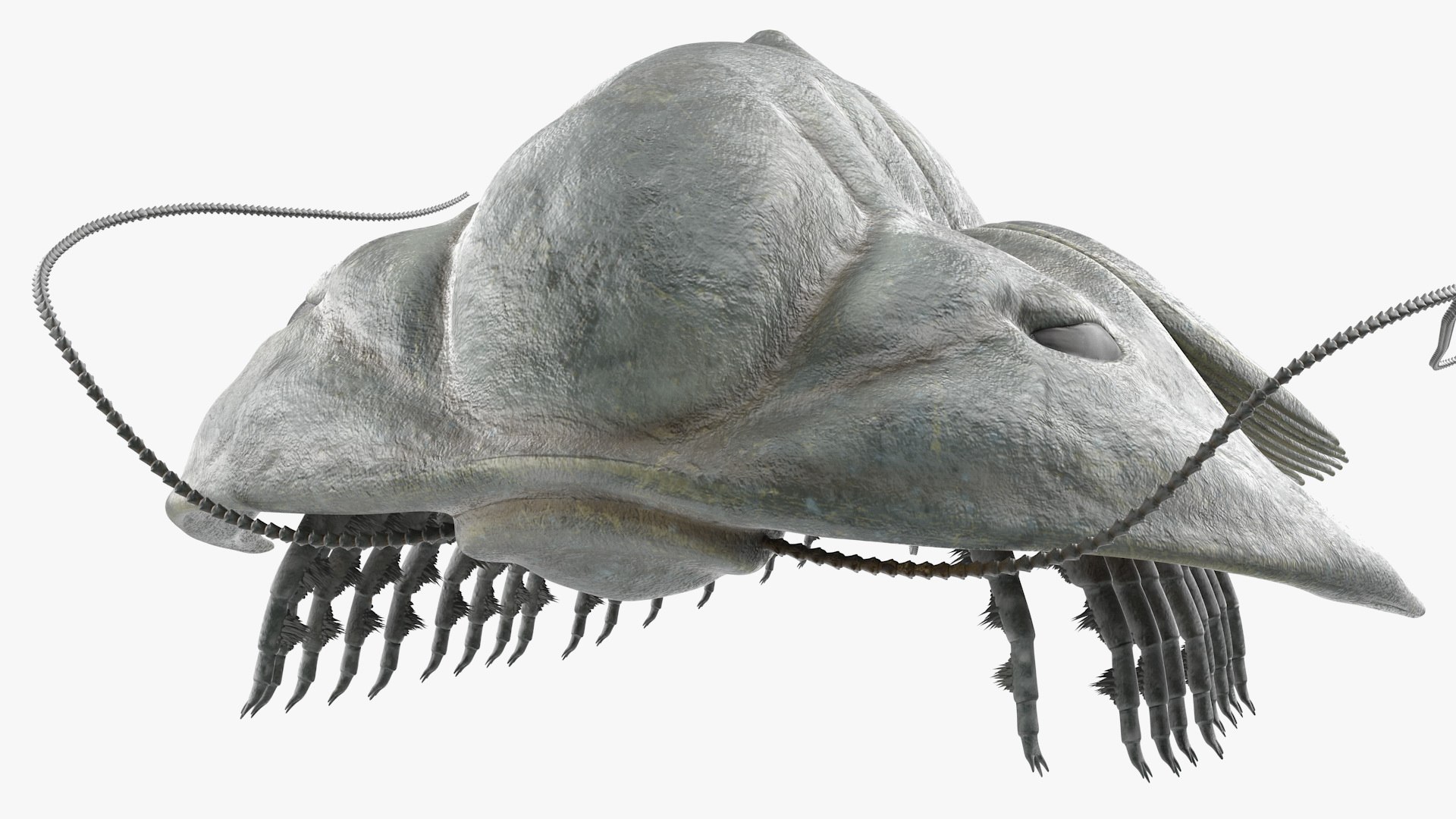 trilobite fur 3D model https://p.turbosquid.com/ts-thumb/hh/GHRQwV/tT9KTInl/trilobitefurmb3dmodel009/jpg/1573998532/1920x1080/fit_q87/3a7af3bcdf9806248c1632e6c36e35192d06dacc/trilobitefurmb3dmodel009.jpg