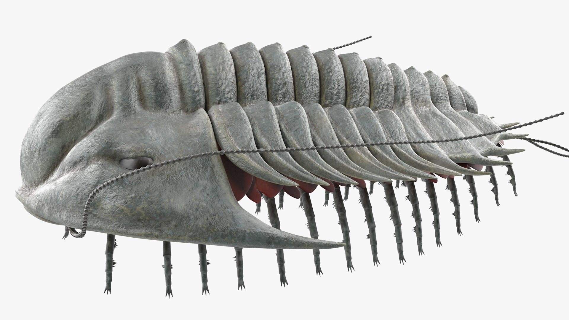 trilobite fur 3D model https://p.turbosquid.com/ts-thumb/hh/GHRQwV/ys1Oz13Q/trilobitefurmb3dmodel008/jpg/1573998528/1920x1080/fit_q87/31cf936b909d6abe4383650e632f23da1e149766/trilobitefurmb3dmodel008.jpg