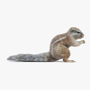 3D model cape squirrel