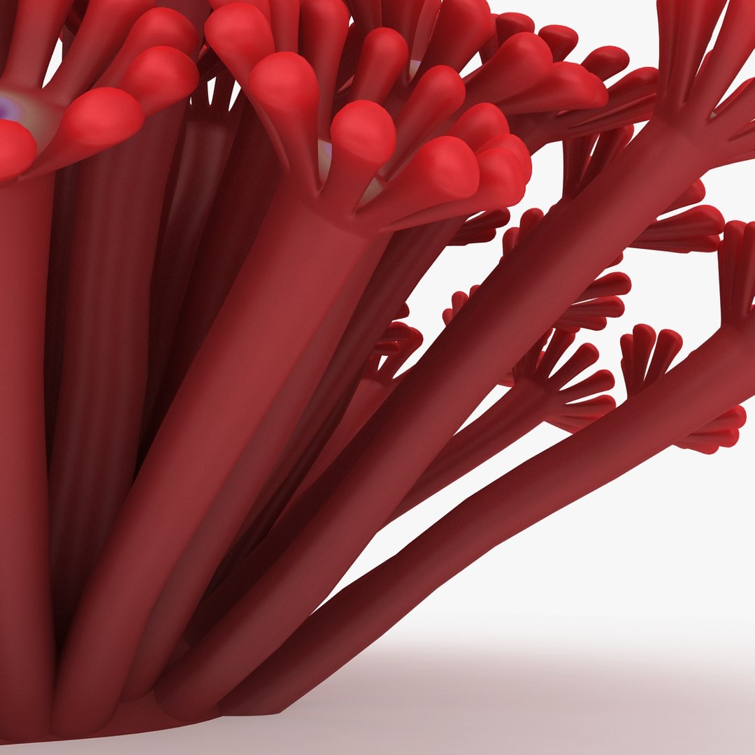 Poritidae Coral Red 3d Max