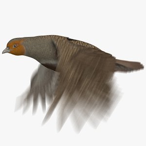 3D grey partridge animation