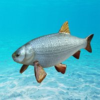 Ide Fish Animated Model