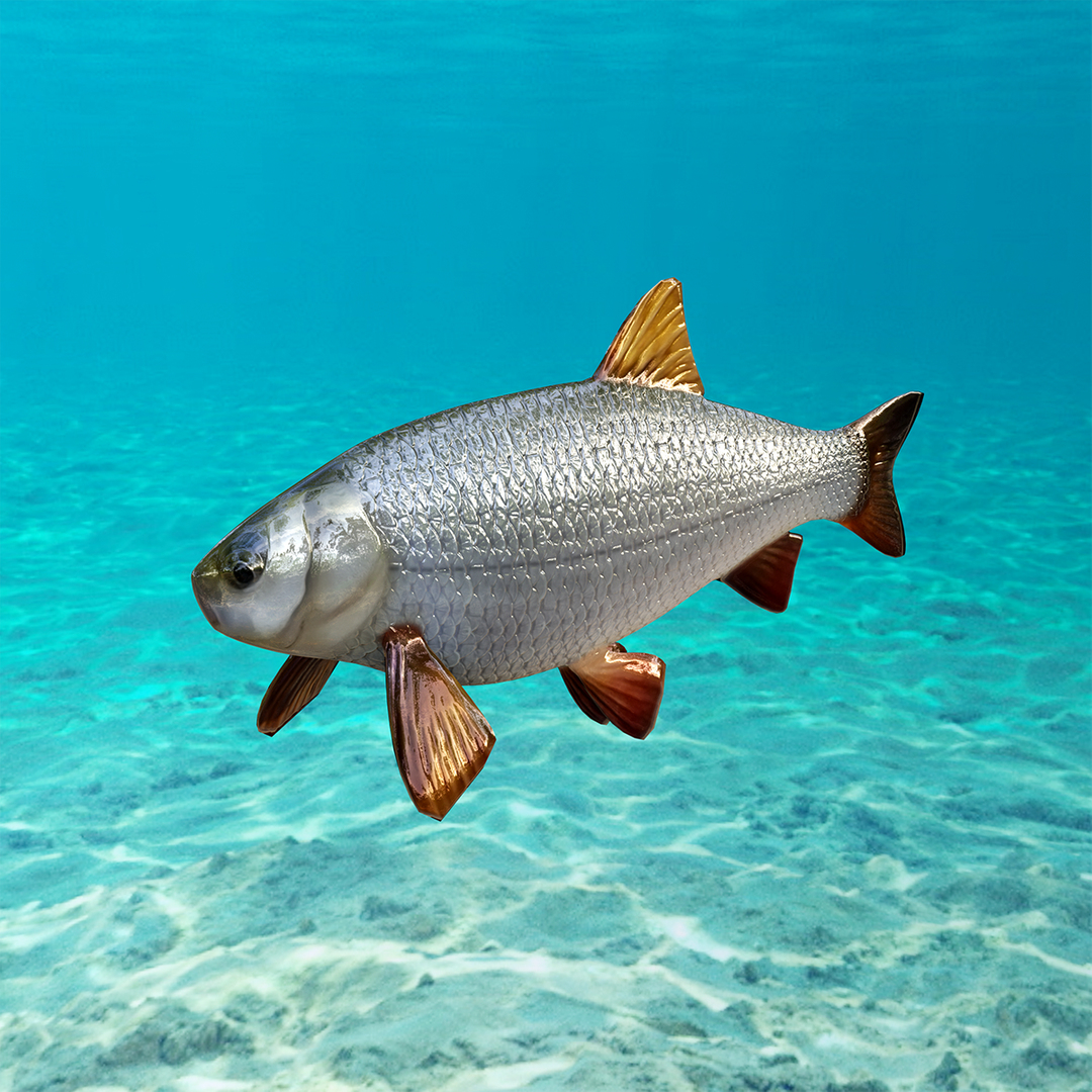 Ide Fish Animations 3D Model - TurboSquid 1578479