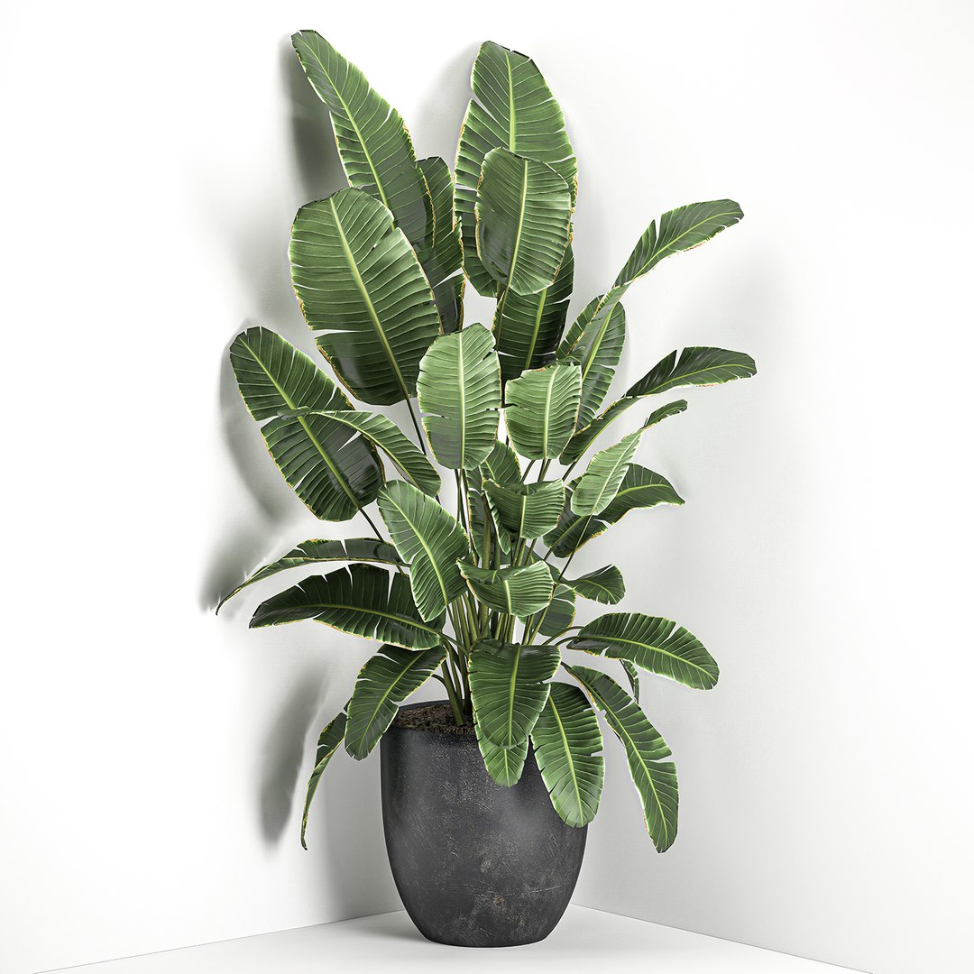 corner interior black banana 3D model https://p.turbosquid.com/ts-thumb/hh/fF0pSi/710pnIRR/banana2508202001/jpg/1598437672/1920x1080/fit_q87/07b74a4323eabd34ad13c5691eed8cac4186c087/banana2508202001.jpg