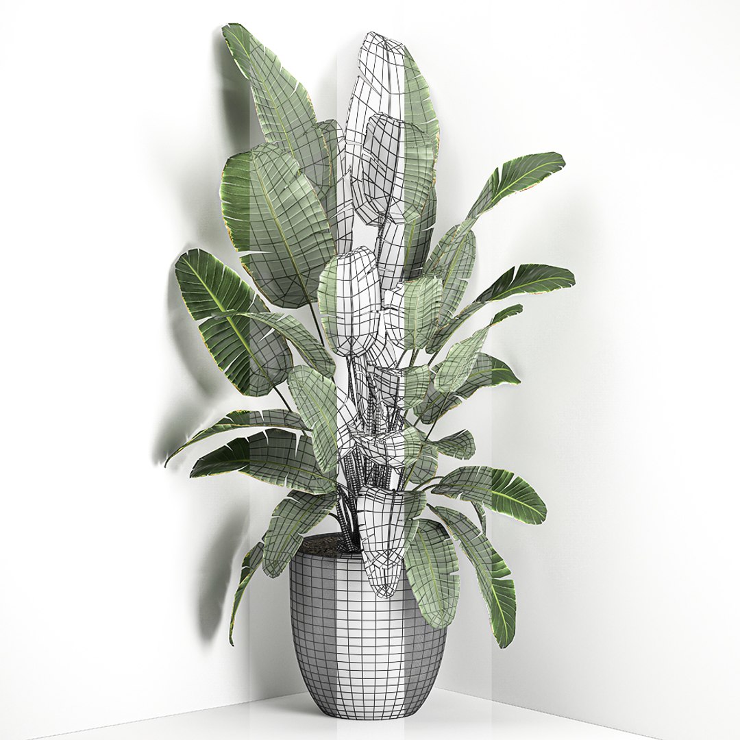corner interior black banana 3D model https://p.turbosquid.com/ts-thumb/hh/fF0pSi/WnngsrL9/banana2508202007/jpg/1598437672/1920x1080/fit_q87/8c2ffb527d94dfadd1903ea81509865dfe6a71af/banana2508202007.jpg