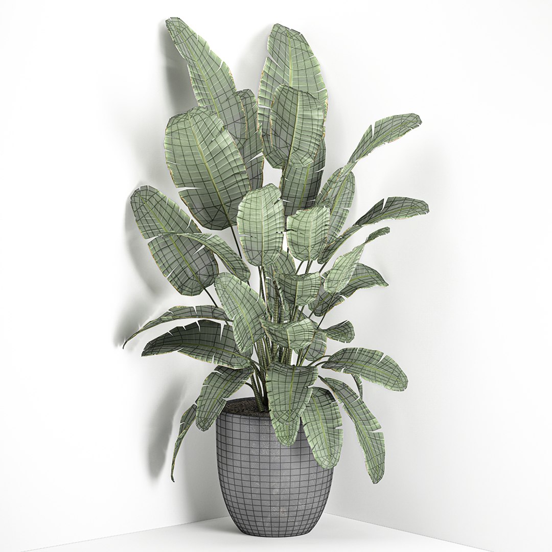 corner interior black banana 3D model https://p.turbosquid.com/ts-thumb/hh/fF0pSi/iBhcSpZV/banana2508202008/jpg/1598437672/1920x1080/fit_q87/731dac796f7f6a3db82df6d1cc68da560f1dc947/banana2508202008.jpg