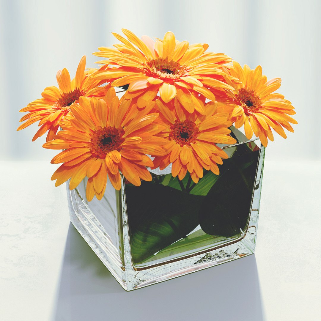 Gerbera Max