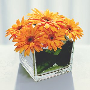 gerbera max
