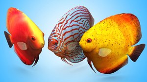 discus fish