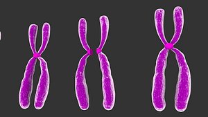 humans chromosomes model