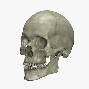 3d model human skull interior