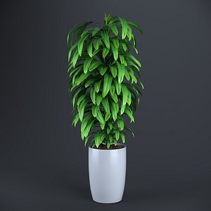 Dracaena Plant  Flower in a Pot Model