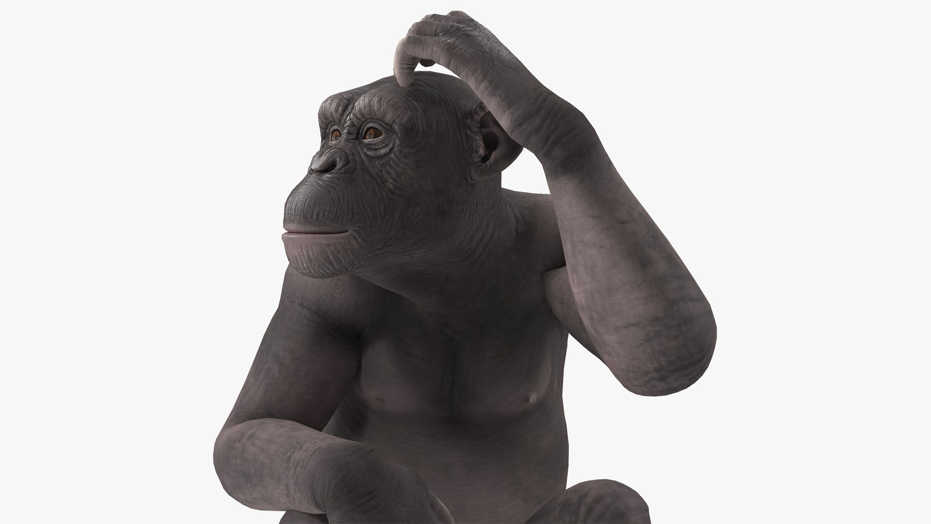 Dark Chimpanzee Sitting 3D model preview