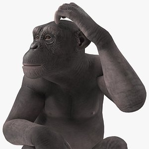 dark chimpanzee sitting 3D