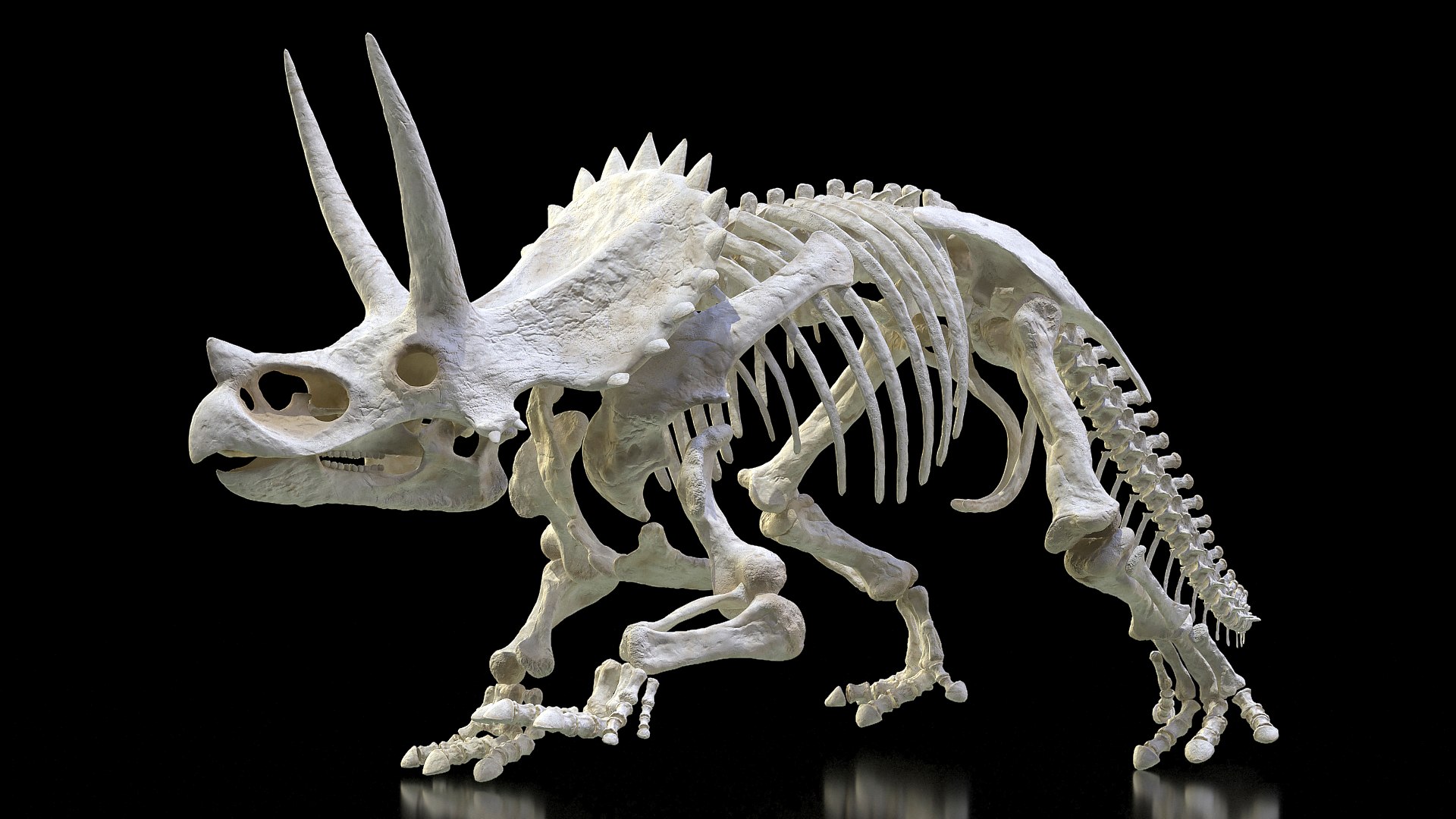 Triceratops Horridus Skeleton 3D model preview