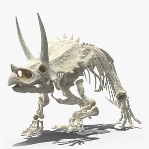 3D triceratops horridus skeleton