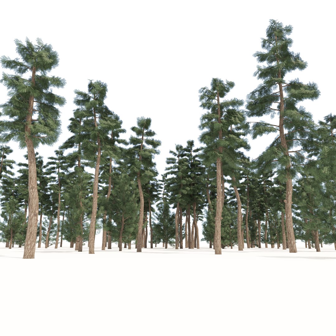 Evergreen Tall Tree Forest 3D Model - TurboSquid 2054216